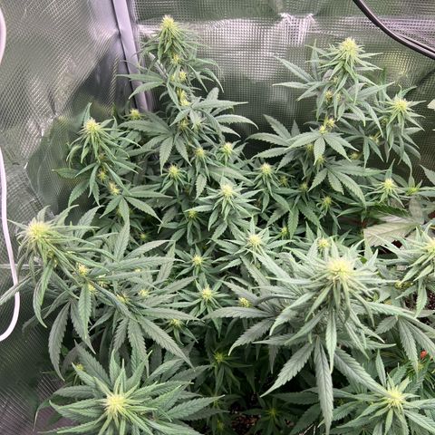 Do-si-do #2 growlog timeline photo