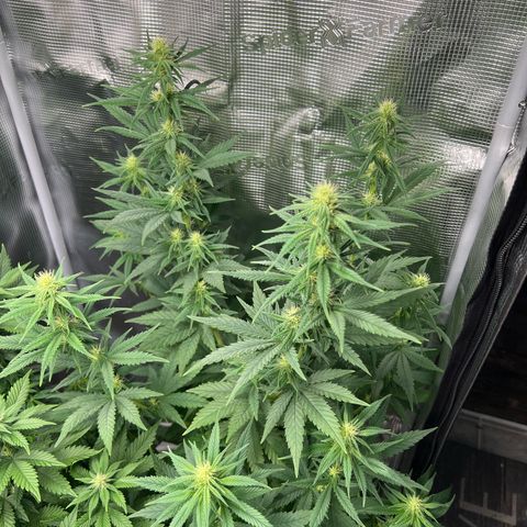Do-si-do #1 growlog timeline photo