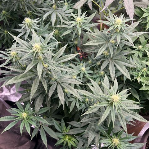 Gorilla glue #4 growlog timeline photo
