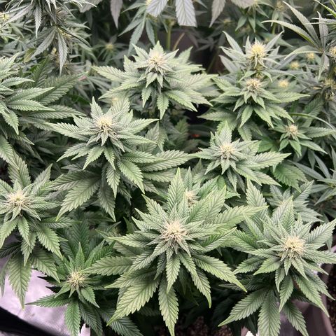 Coco melon - Canuk seeds growlog timeline photo