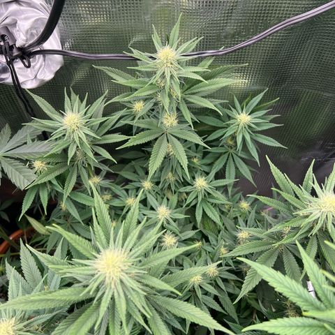 Gorilla glue #4 growlog timeline photo