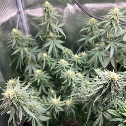 Do-si-do #2 growlog timeline photo