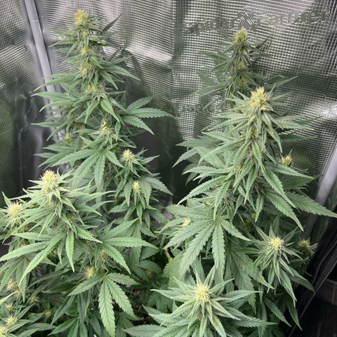 Do-si-do #1 growlog timeline photo