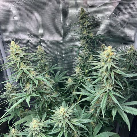 Do-si-do #1 growlog timeline photo
