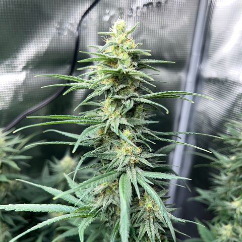 Do-si-do #1 growlog timeline photo