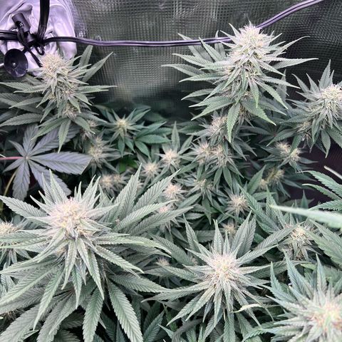 Gorilla glue #4 growlog timeline photo