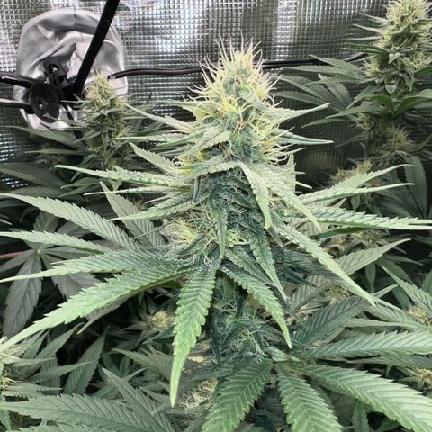 Gorilla glue #4 growlog timeline photo