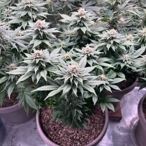 Coco melon - Canuk seeds growlog timeline photo