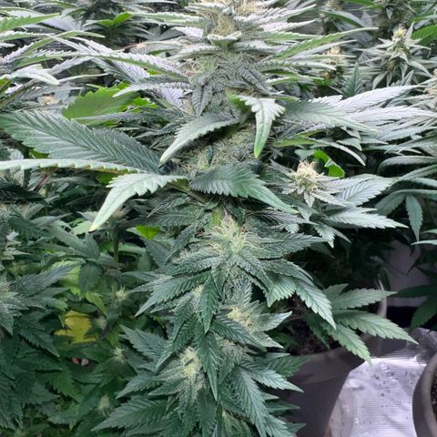 Coco melon - Canuk seeds growlog timeline photo