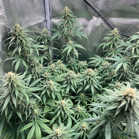 Do-si-do #2 growlog timeline photo