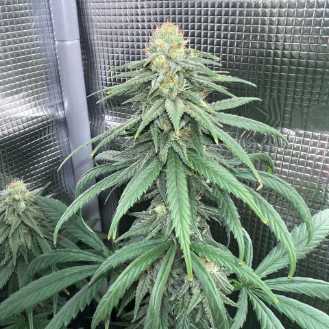 Do-si-do #2 growlog timeline photo
