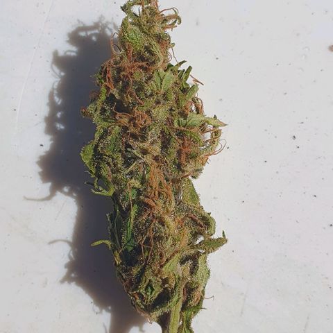 The Terps / Sour Diesel  growlog photo: Mother plant