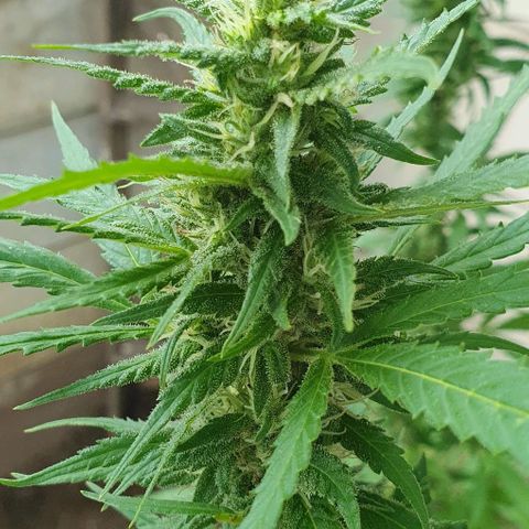Foto 2 del growlog de The Terps / Sour Diesel 