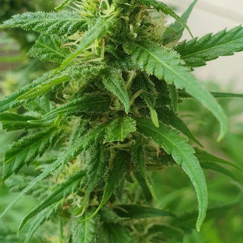 Foto 3 del growlog de The Terps / Sour Diesel 