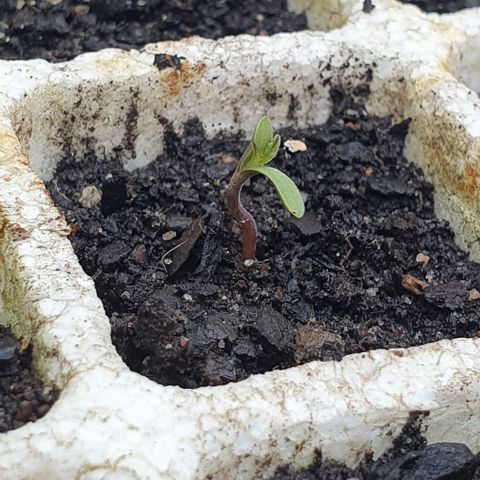 The Terps / Sour Diesel  growlog timeline photo