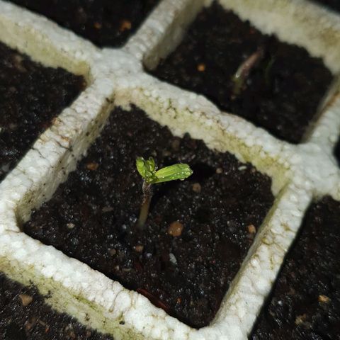 The Terps / Sour Diesel  growlog timeline photo