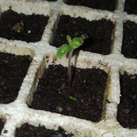 The Terps / Sour Diesel  growlog timeline photo