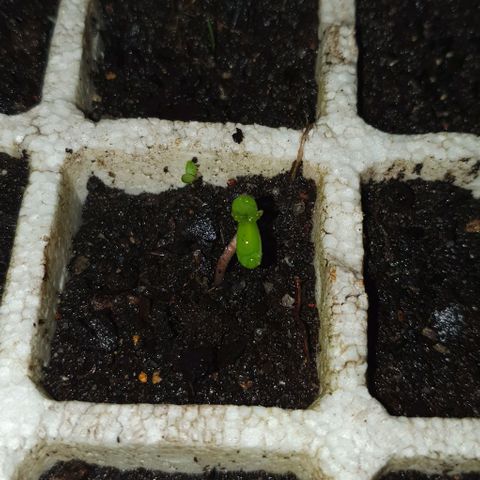 The Terps / Sour Diesel  growlog timeline photo
