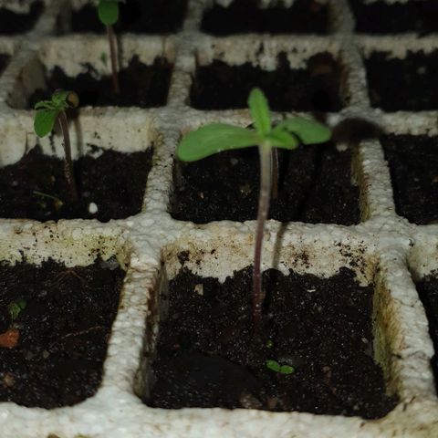 The Terps / Sour Diesel  growlog timeline photo