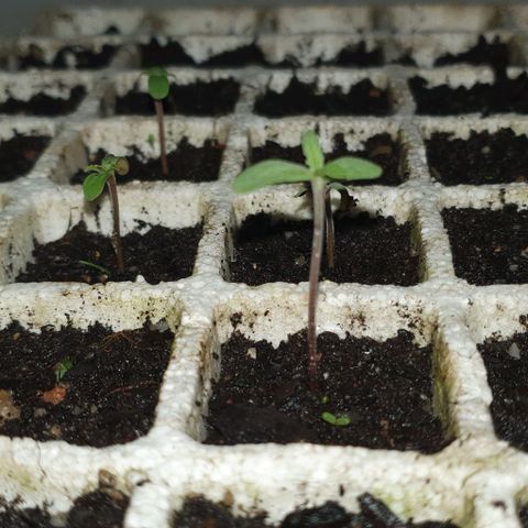 The Terps / Sour Diesel  growlog timeline photo