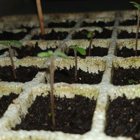 The Terps / Sour Diesel  growlog timeline photo