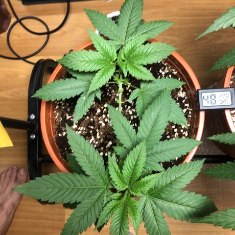Sour Diesel growlog timeline photo
