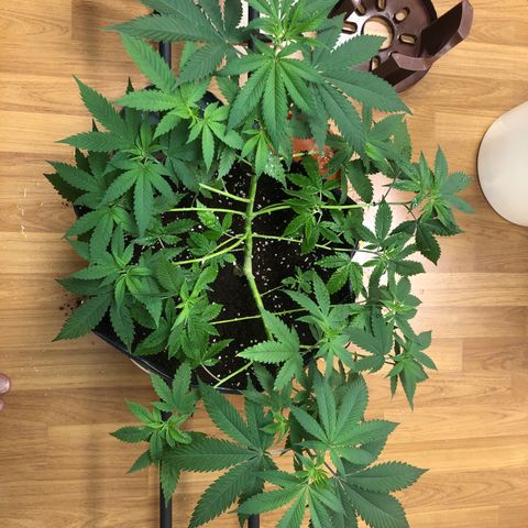 Sour Diesel growlog timeline photo