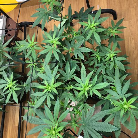 Sour Diesel growlog timeline photo