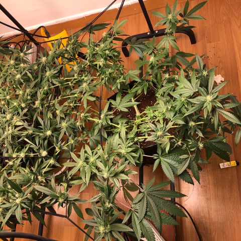 Sour Diesel growlog timeline photo