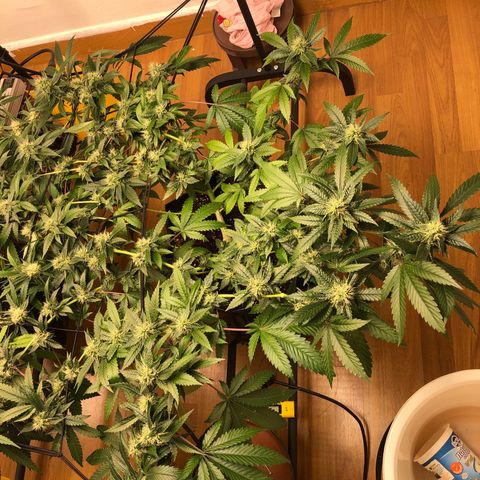 Sour Diesel growlog timeline photo