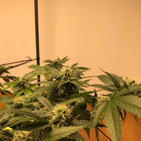 Sour Diesel growlog timeline photo