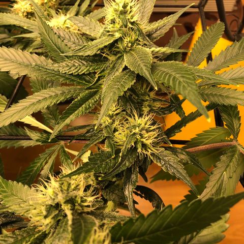 Sour Diesel growlog timeline photo