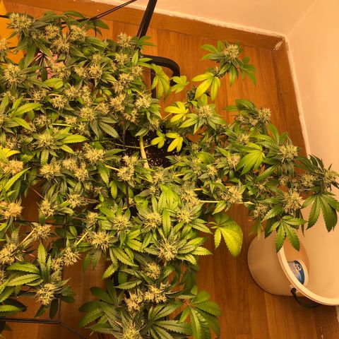 Sour Diesel growlog timeline photo