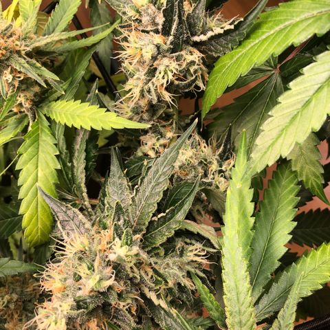 Sour Diesel growlog timeline photo