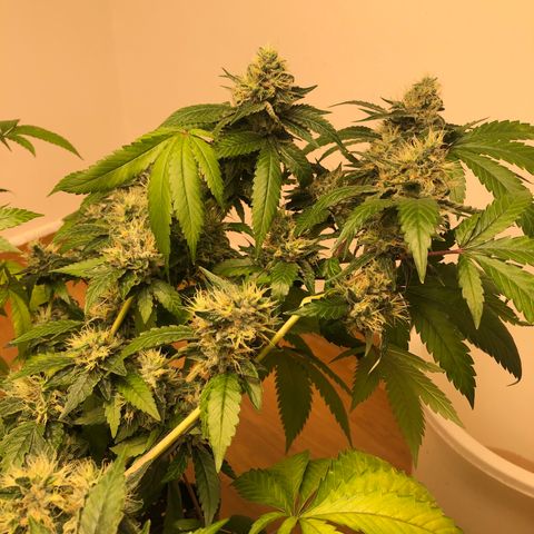 Sour Diesel growlog timeline photo