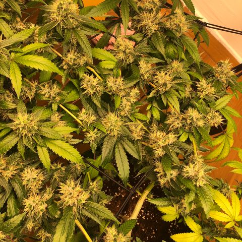Sour Diesel growlog timeline photo