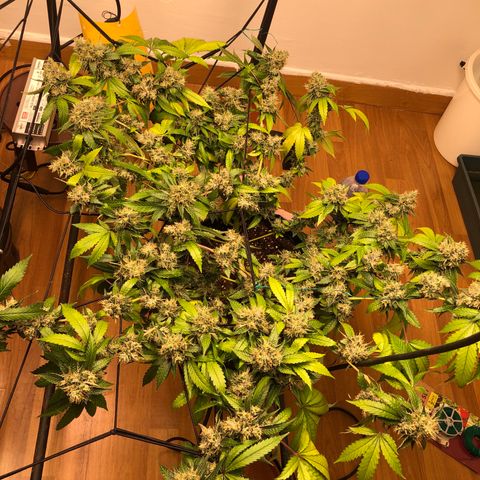Sour Diesel growlog timeline photo
