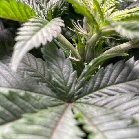 Sunset Sherbet  growlog timeline photo