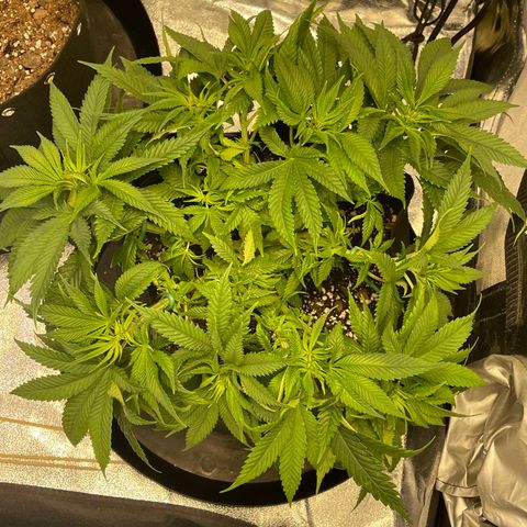Sunset Sherbet  growlog timeline photo