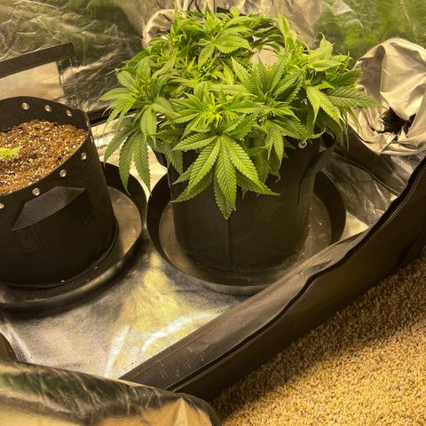 Sunset Sherbet  growlog timeline photo