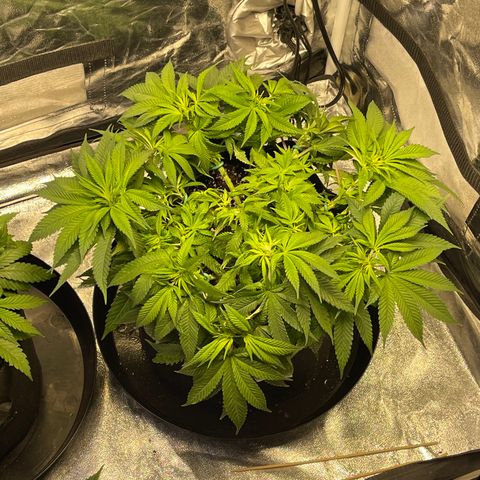 Sunset Sherbet  growlog timeline photo