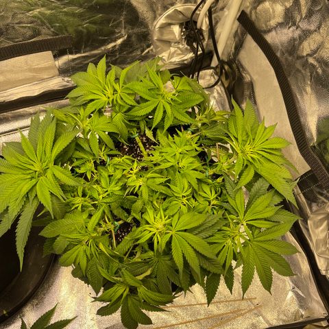 Sunset Sherbet  growlog timeline photo