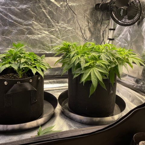 Sunset Sherbet  growlog timeline photo