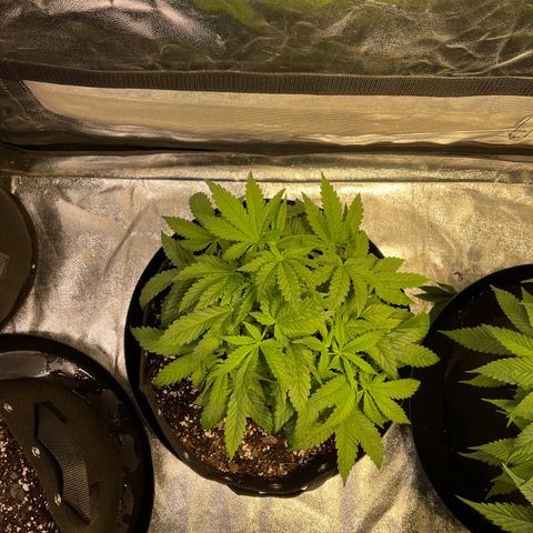 Peyote Zkittlez  growlog timeline photo