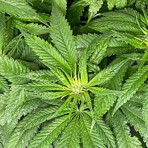 Sunset Sherbet  growlog timeline photo