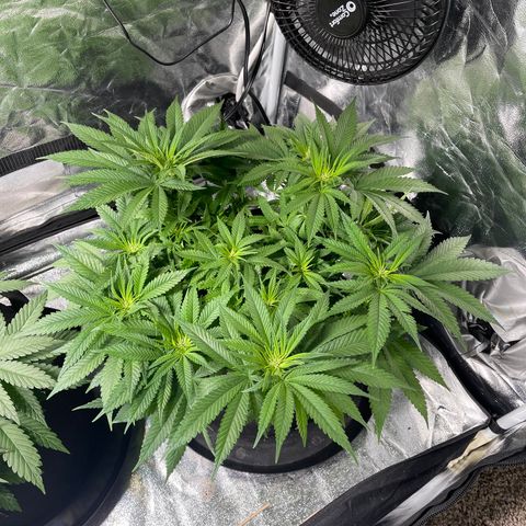 Sunset Sherbet  growlog timeline photo