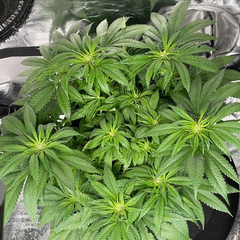 Sunset Sherbet  growlog timeline photo
