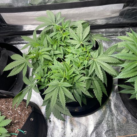 Peyote Zkittlez  growlog timeline photo