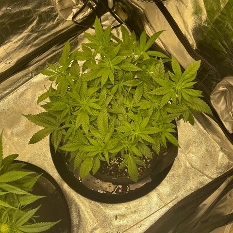 Peyote Zkittlez  growlog timeline photo