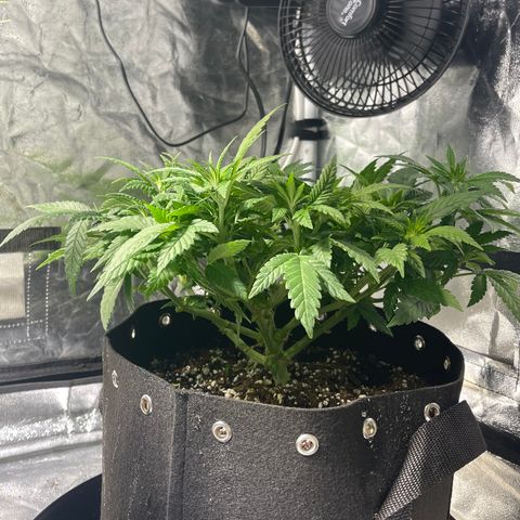 Peyote Zkittlez  growlog timeline photo